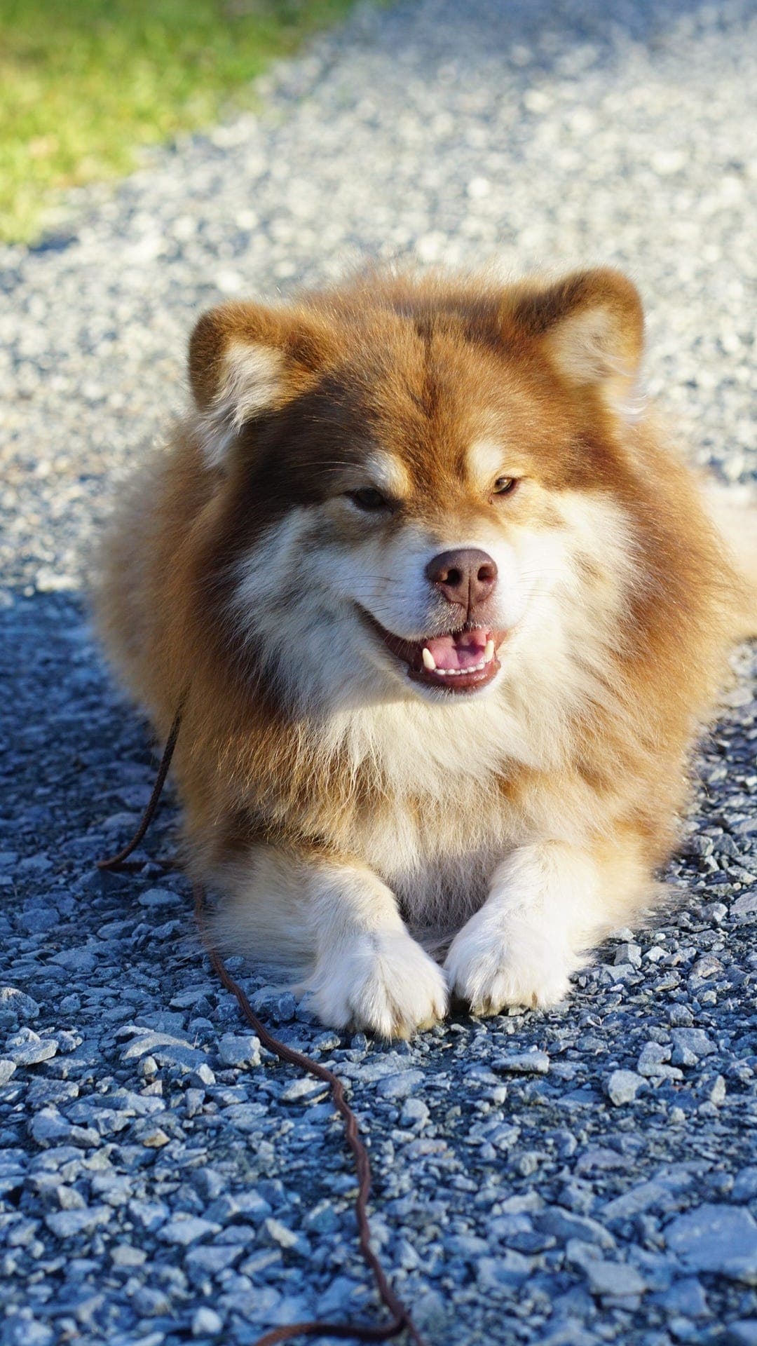 Finsk lapphund 3 år - fôravtale