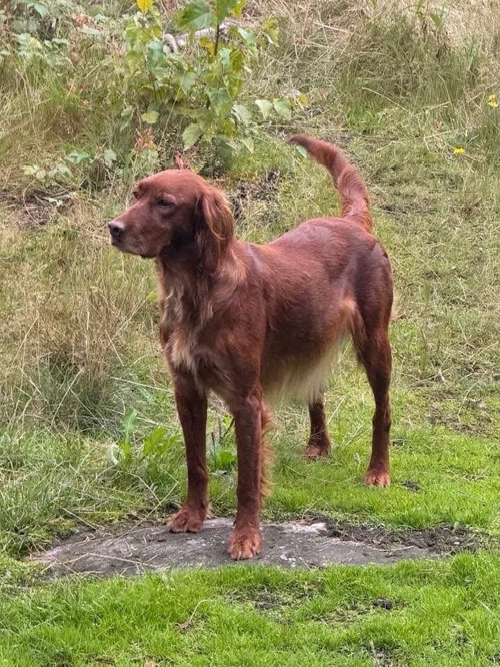 Irsk Setter valper selges