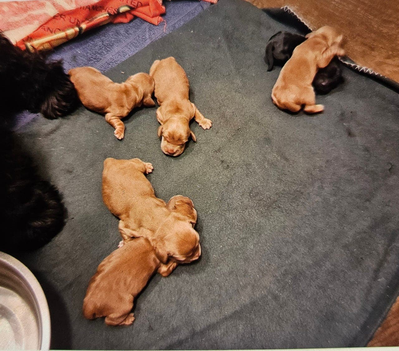 Engelsk cocker spaniel valper