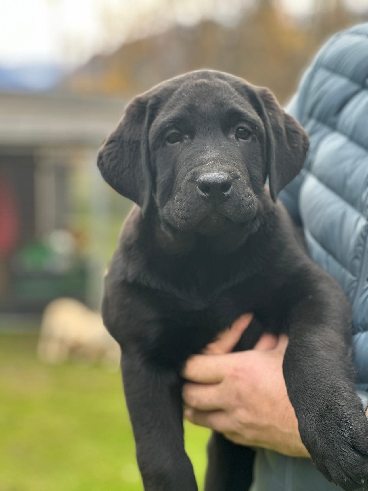 Labrador Retriever valper selges