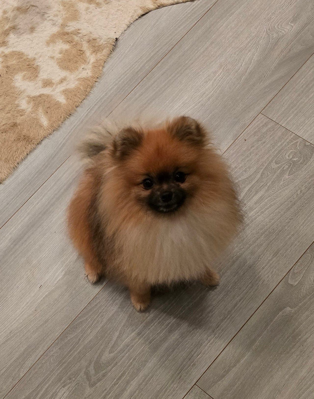 Vakker pomeranian gutt 20 mnd NKK REG 💙
