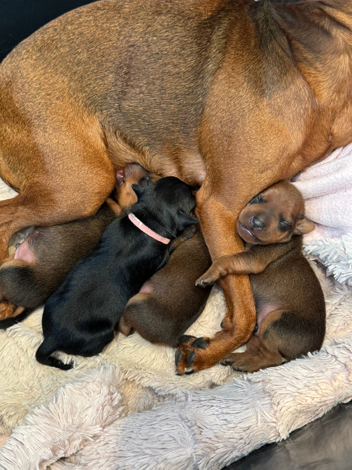 Nydelige dvergpinscher valper