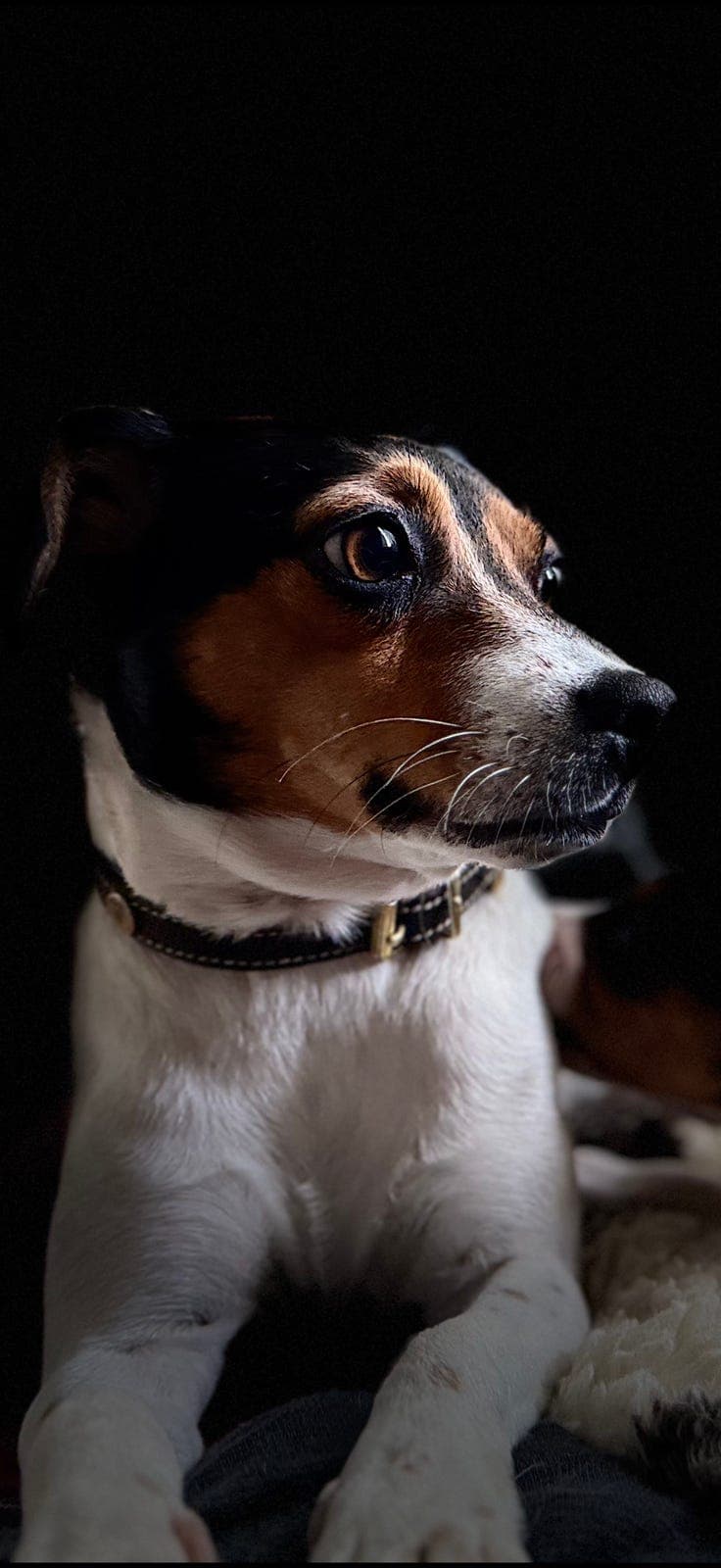 Dansk svensk gårdshund tispe