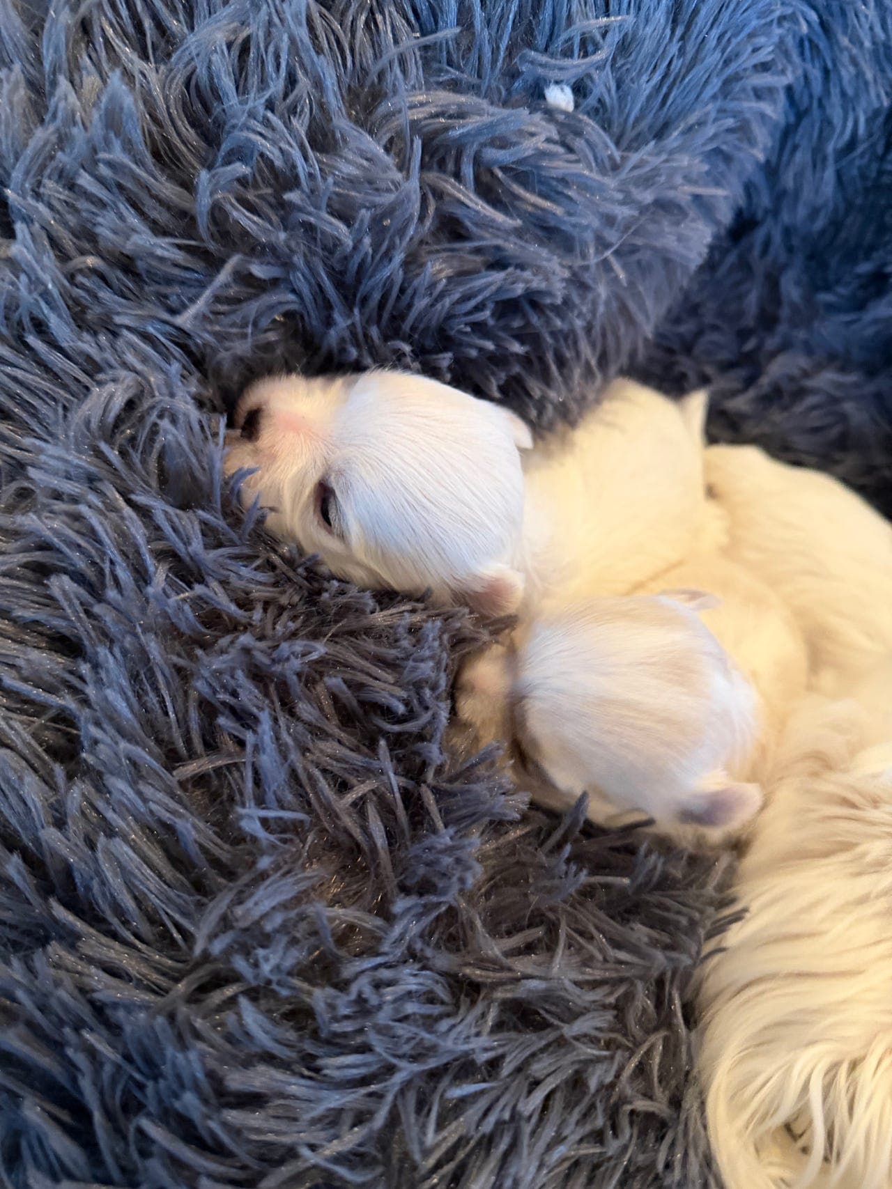 Malteser valper (renrasede) selges