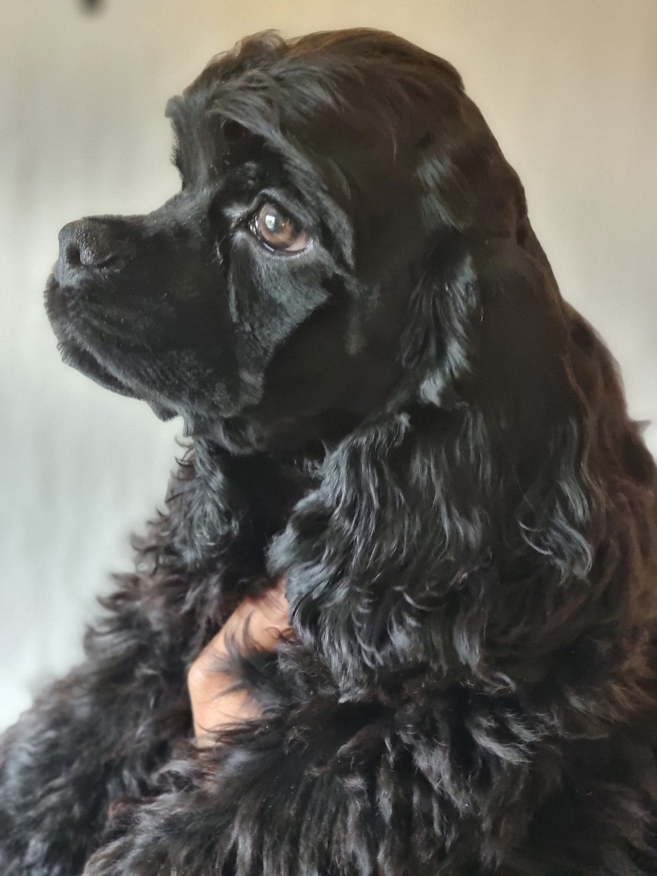 Amerikansk Cocker Spaniel hannhund