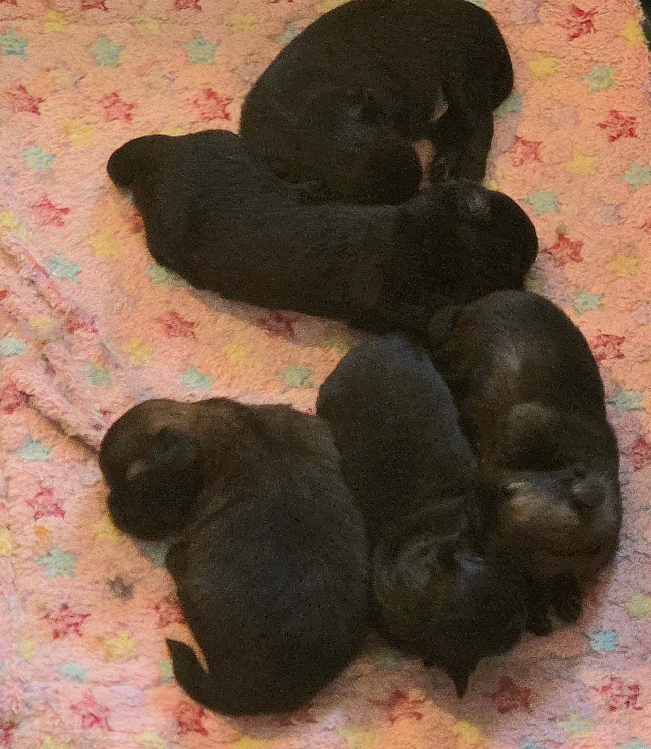 Tibetansk spaniel valper lev. klar 10 desember.