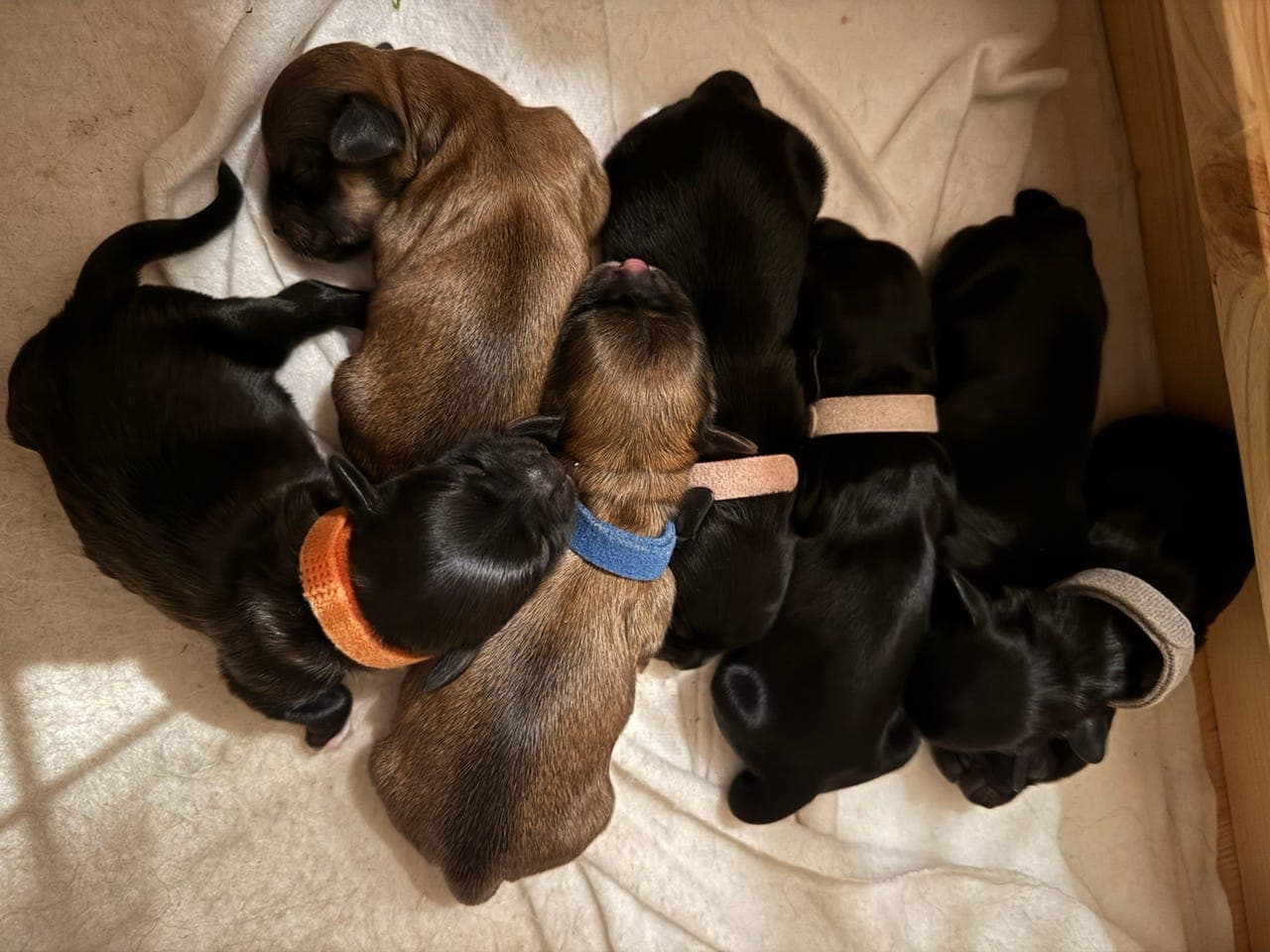 NKKreg Bichon Havanais valper