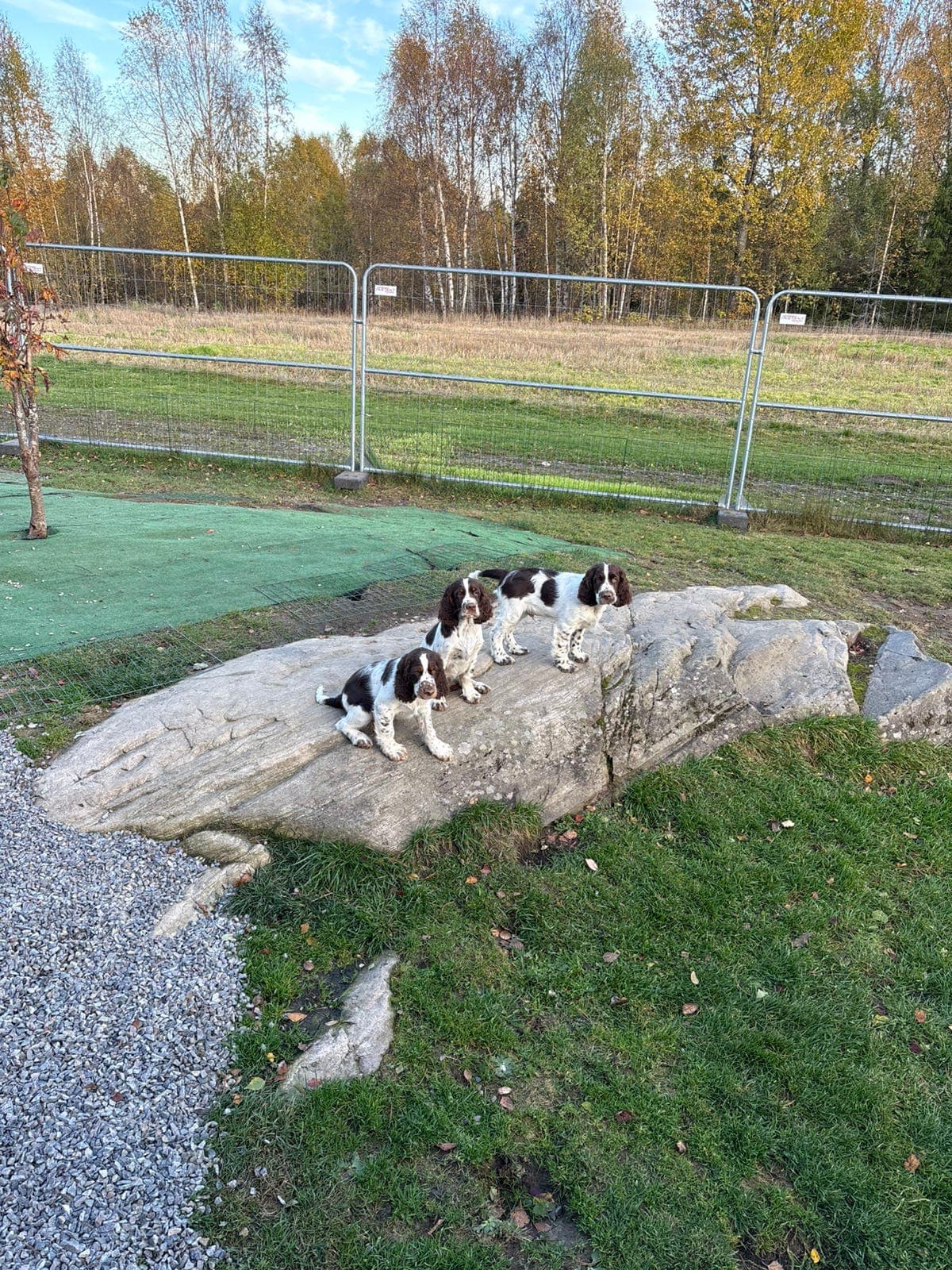 Engelsk Springer Spaniel gutter søker sine egne hjem