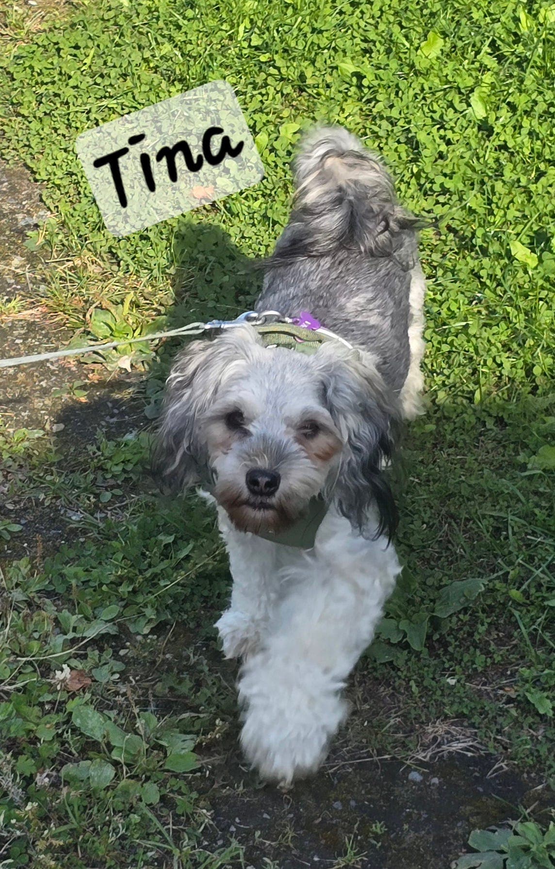 Tina trenger et rolig hjem