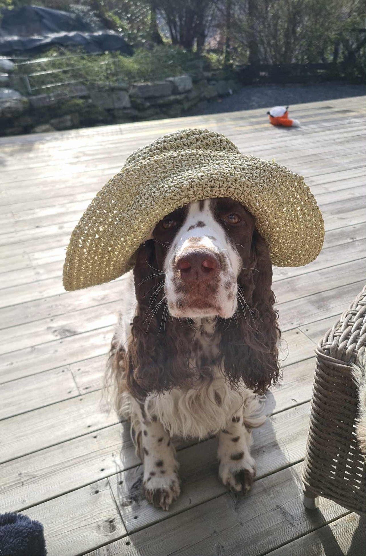 Engelsk Springer Spaniel valper