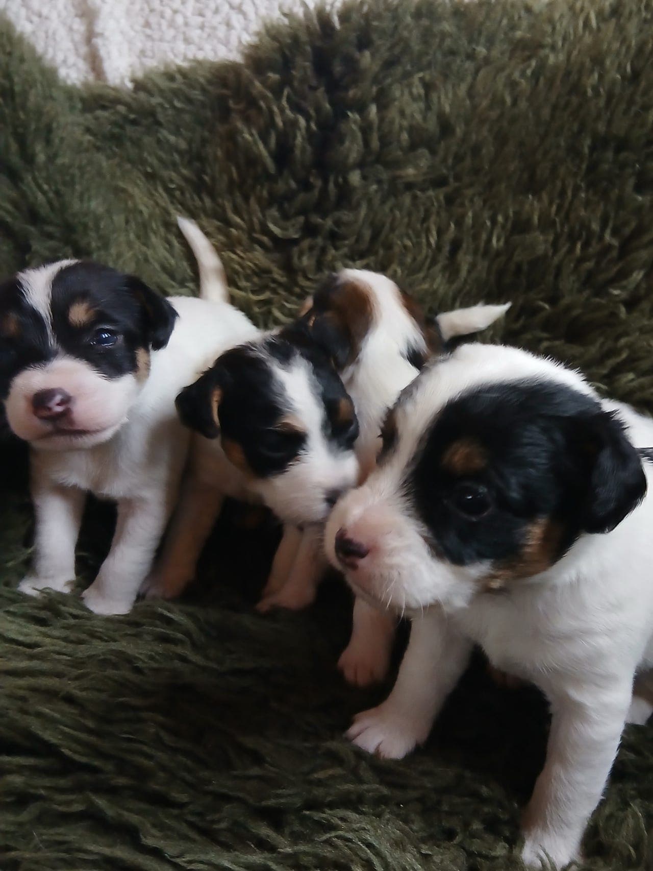 ✨️ Nydelige Parson russell Terrier Valper ✨️ 🐾 nkk registrert.