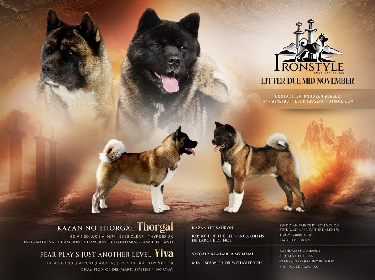 American Akita valper til salgs