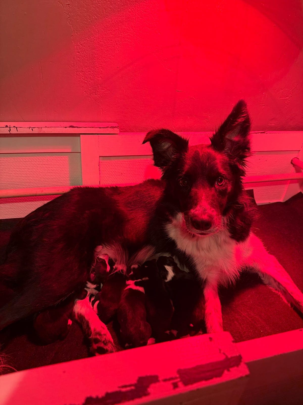 Border collie valper etter kvalitetsforeldre