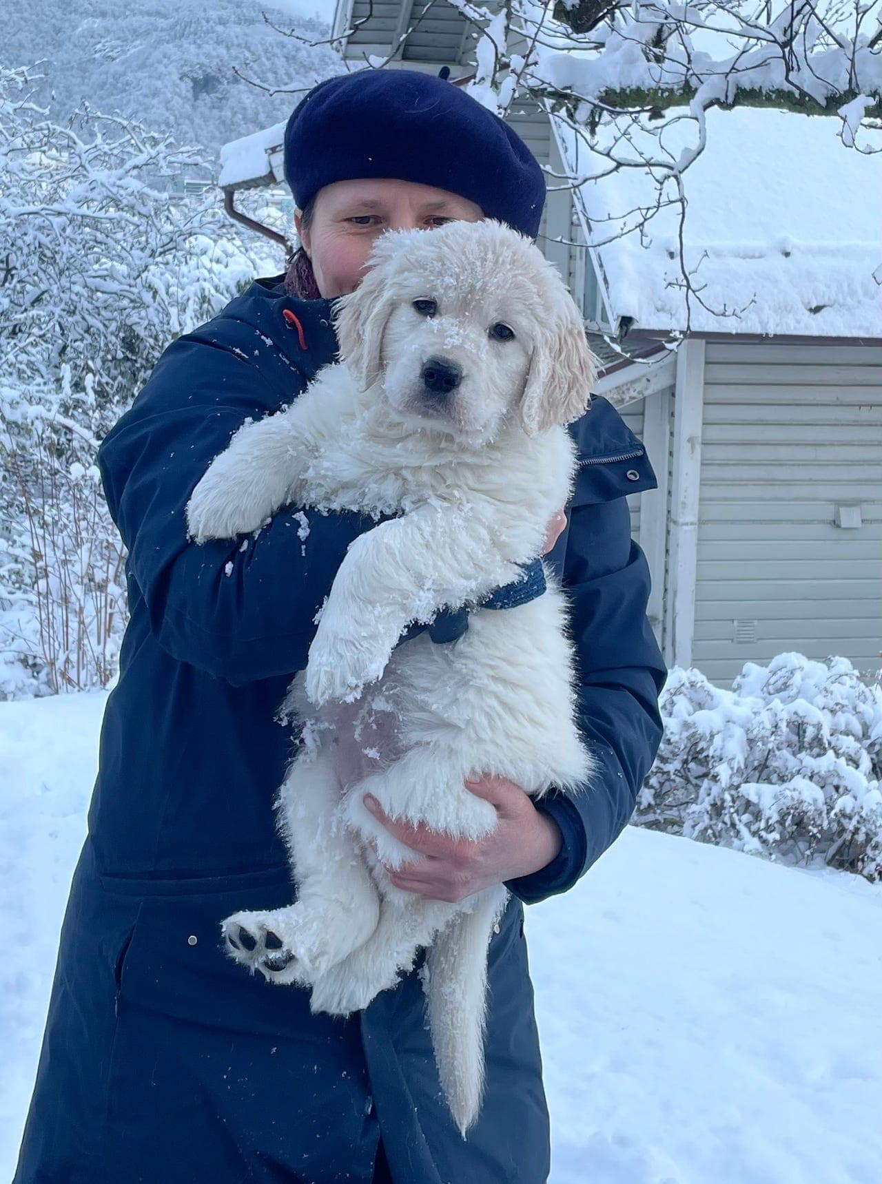 Golden retriever valp- tispe ledig