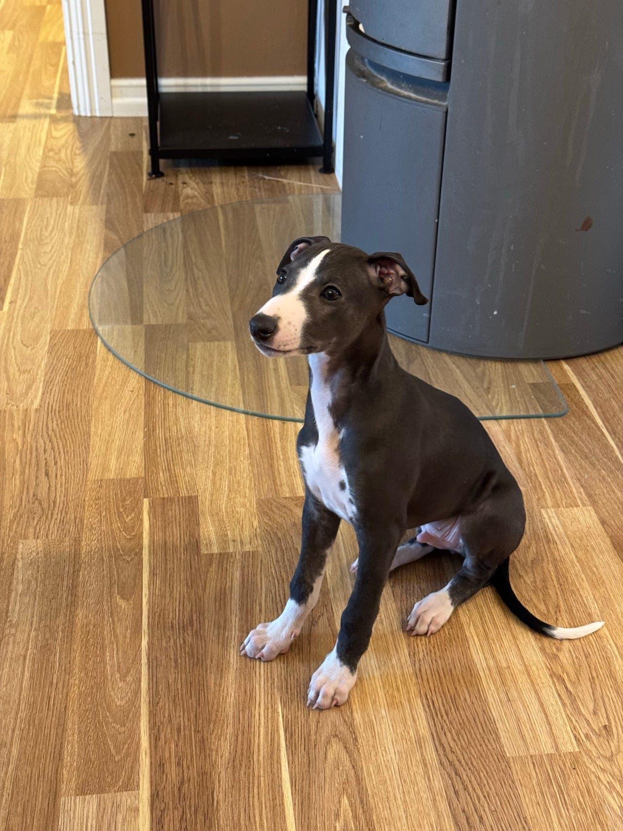 Whippetvalp til omplassering