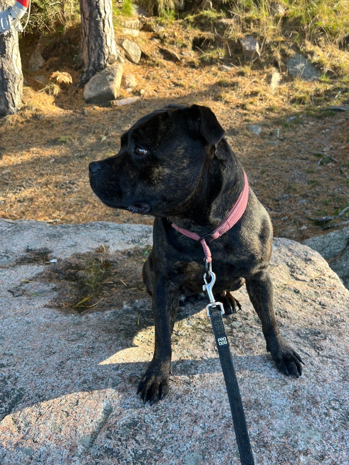 Valper forventes desember