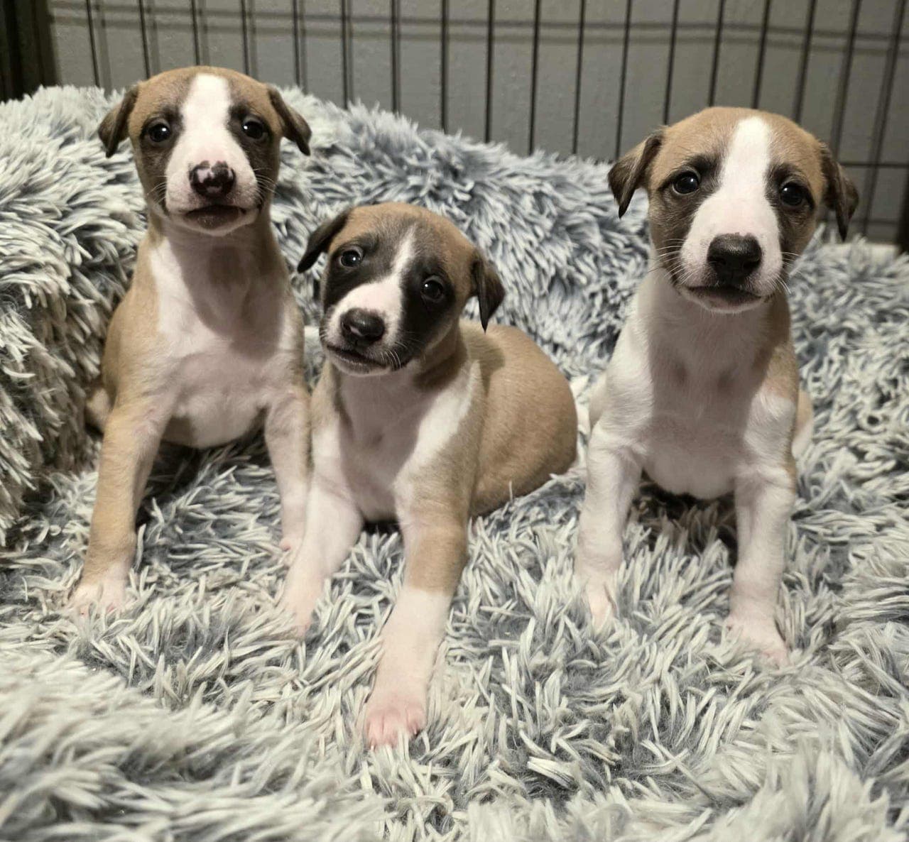 Lovende whippetvalper