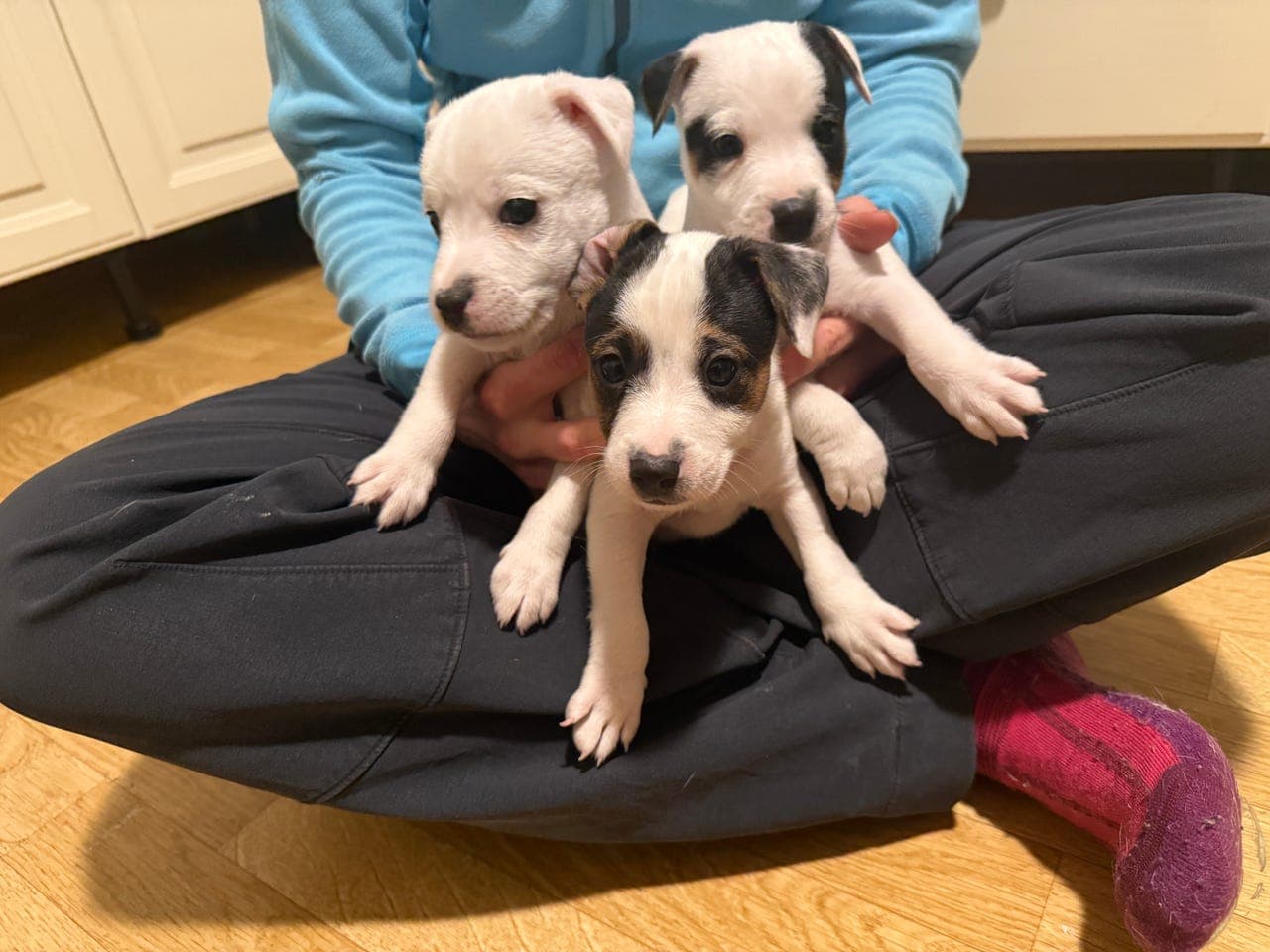 Parson Russell Terrier valper