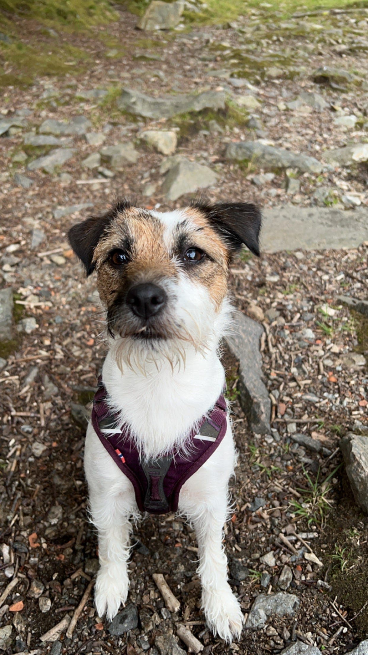 Jack Russell Terrier Valper NKK registrert