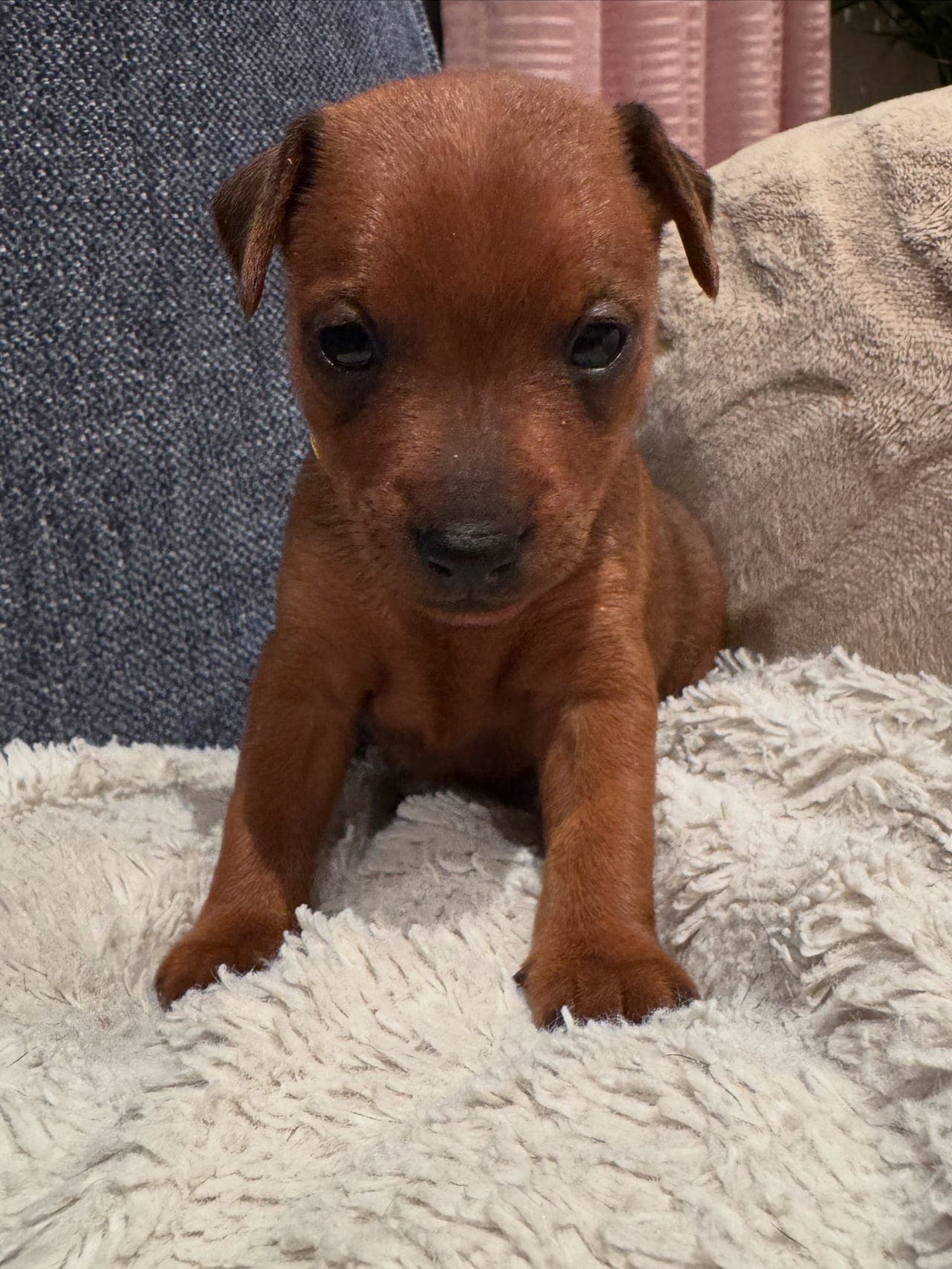 Super søt dvergpinscher valp