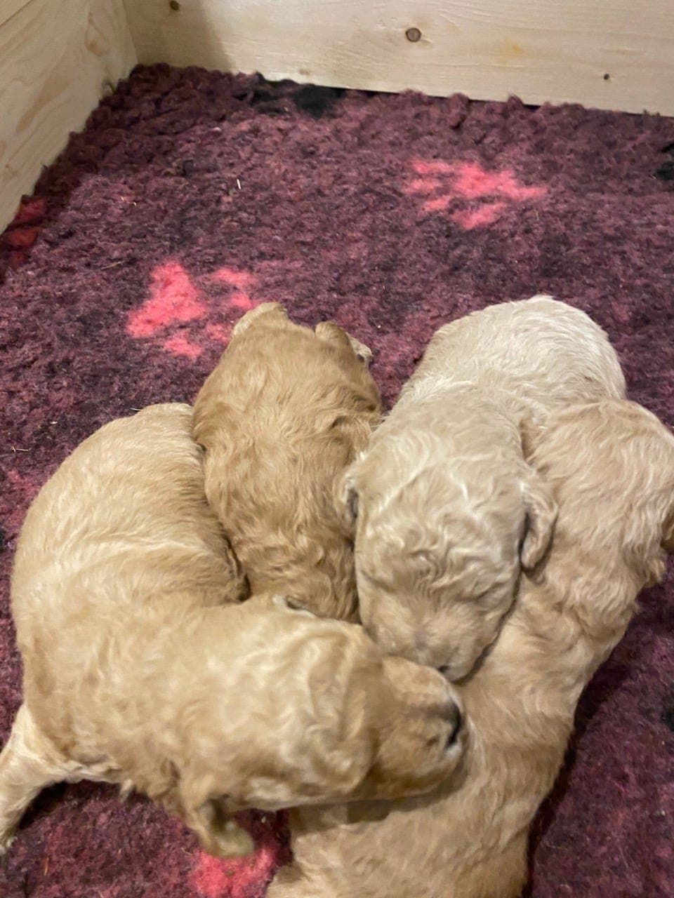 Dverg/Toy puddel valper