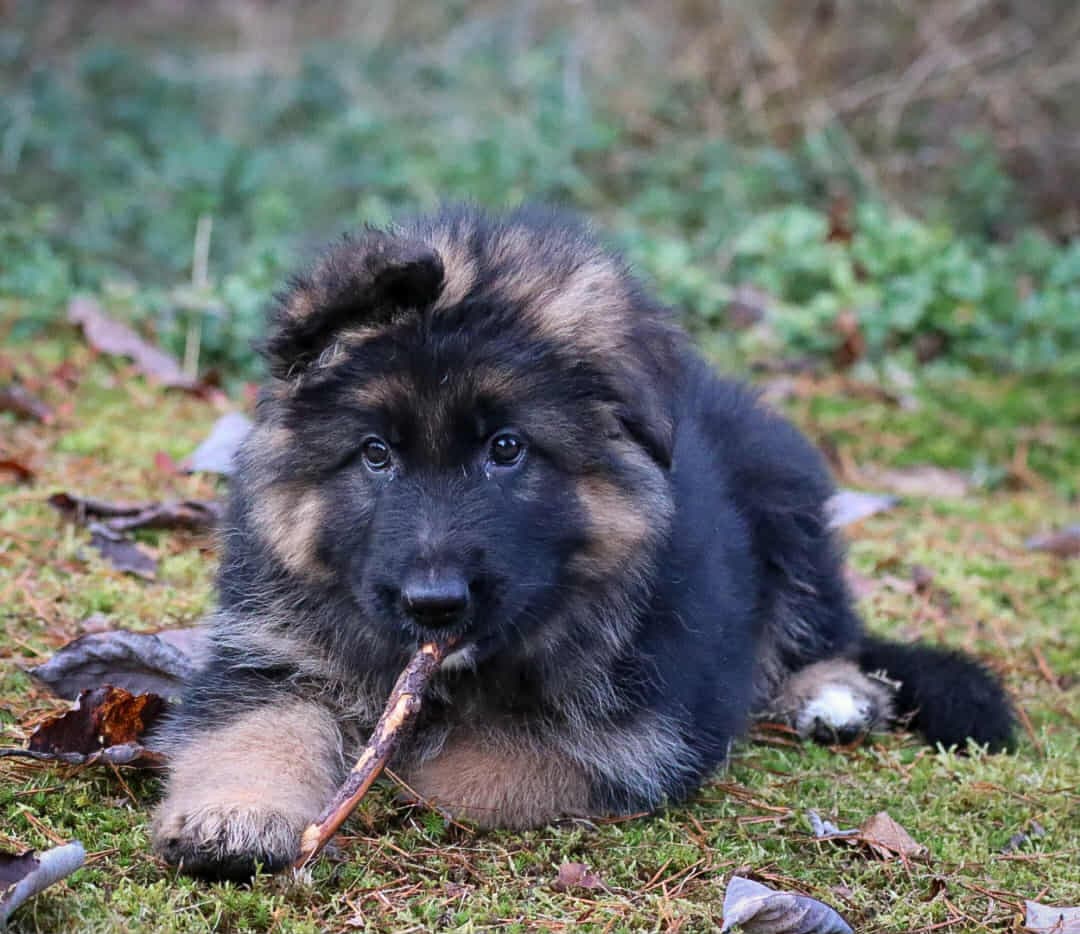 De kuleste langhårede schæfergutta! . Schæfervalp Schäfervalp.
