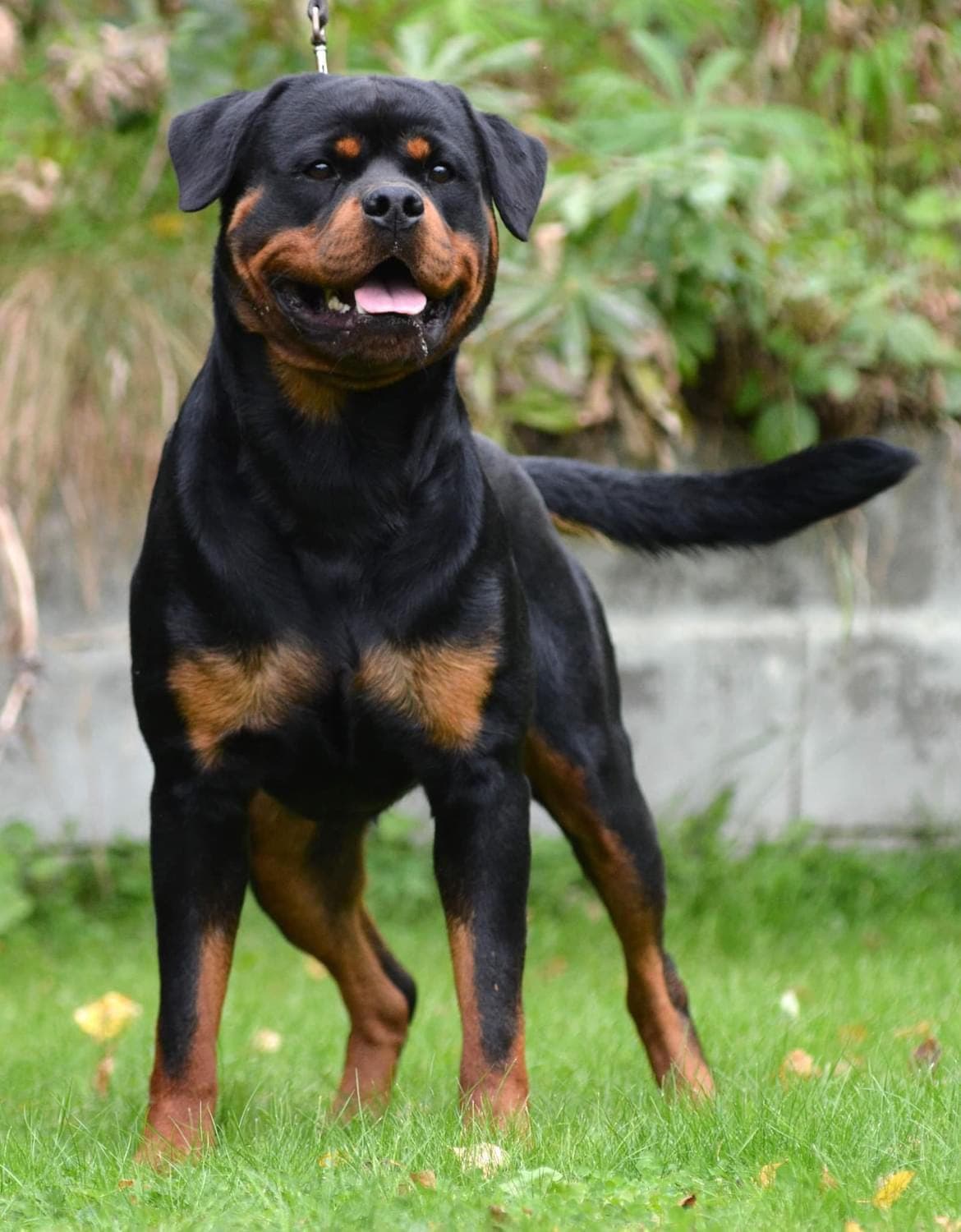 Rottweiler valper fra Wicked Game