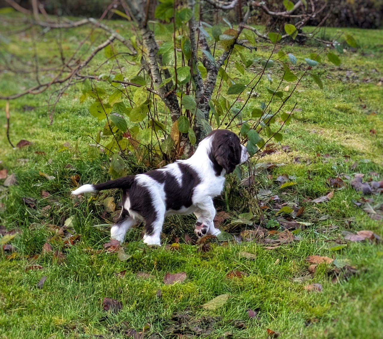 Engelsk Springer Spaniel-valper – klare for nye eventyr 8. november