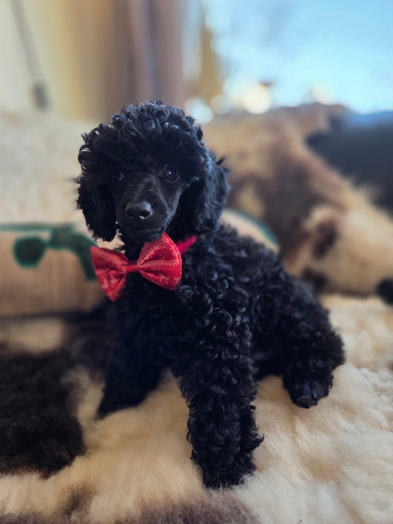 Dvergpuddel valper - potensiale for bruk/sport