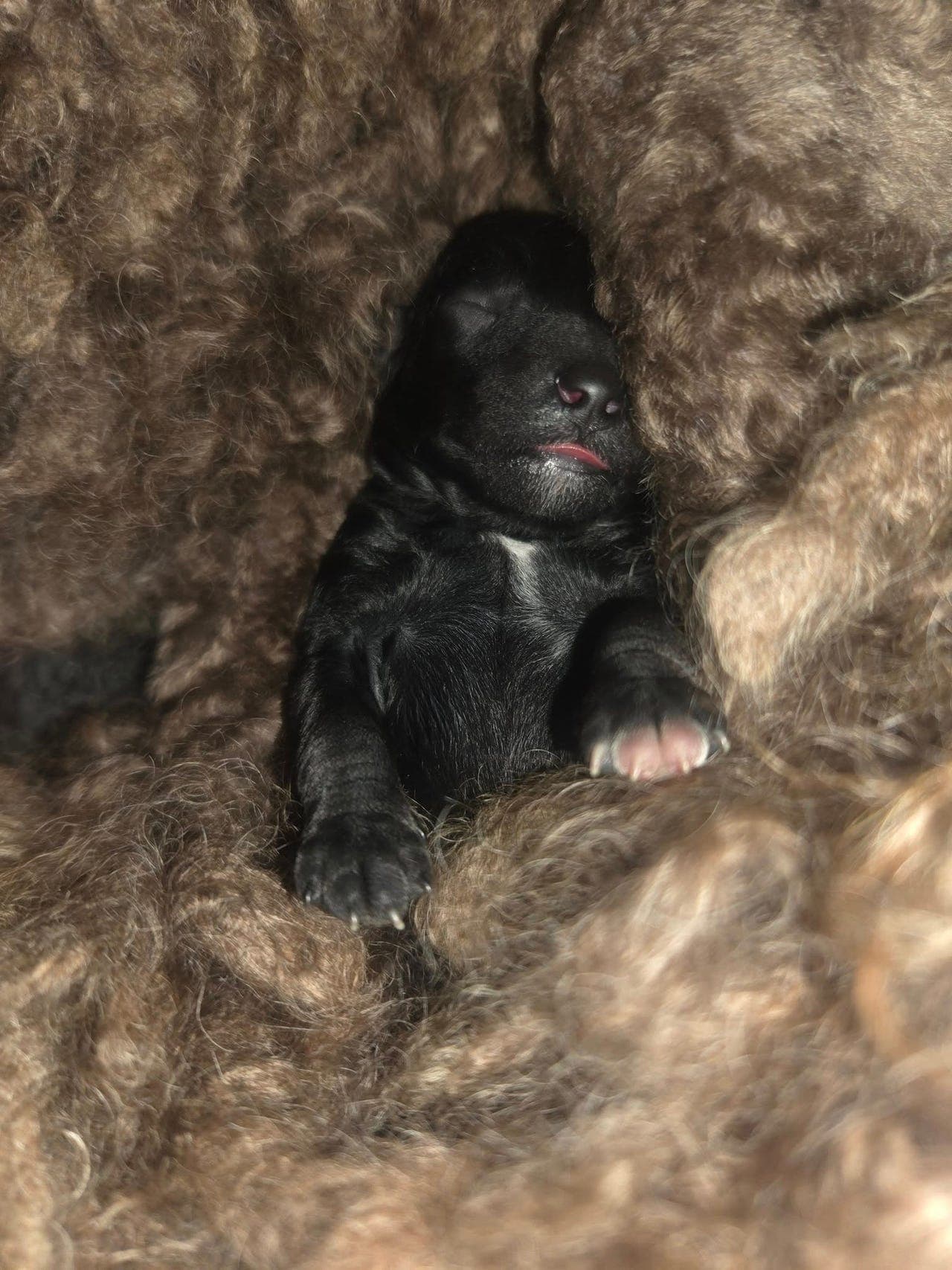 Dvergpuddel hannvalper