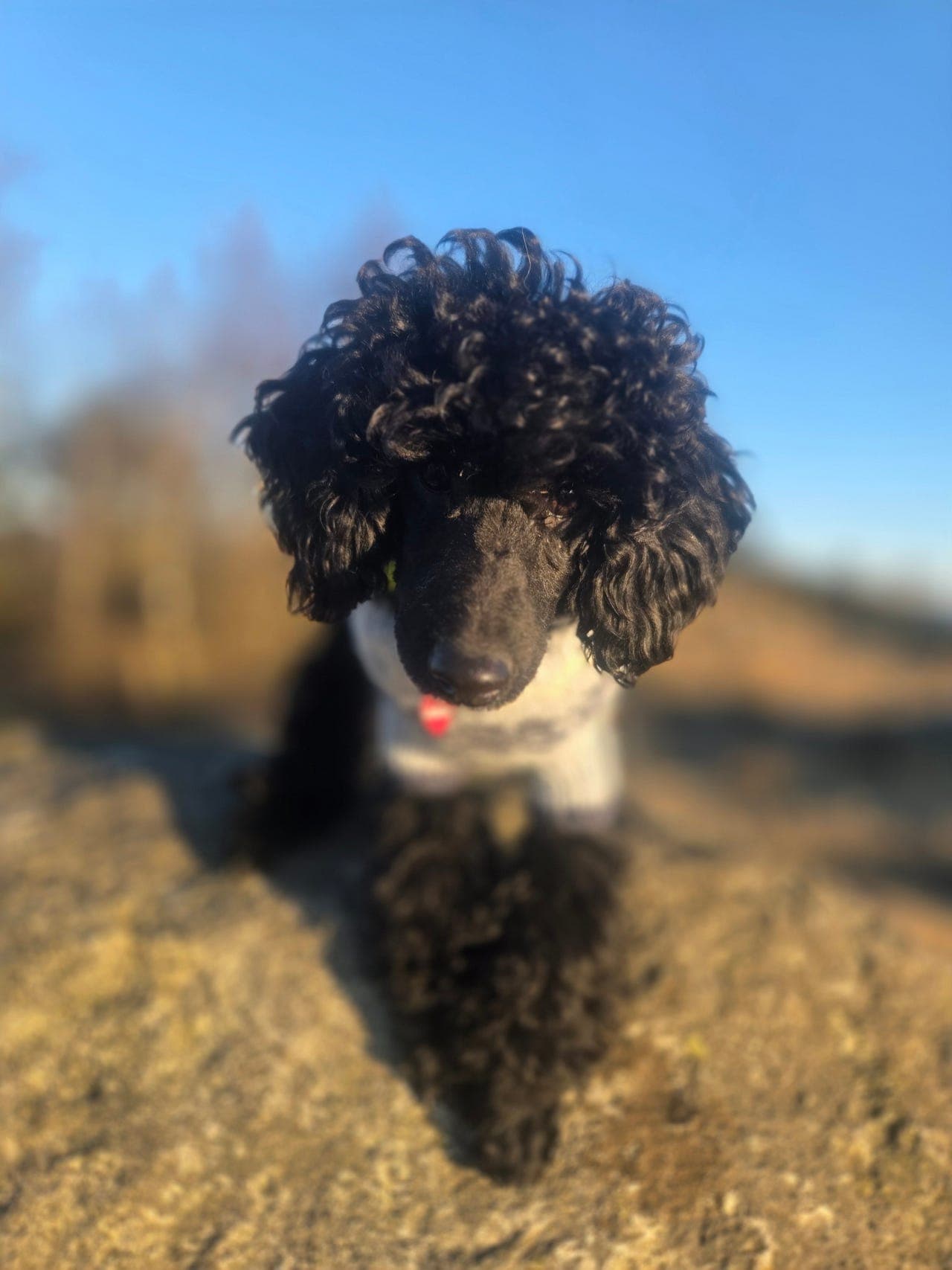 Dvergpuddel valp - potensiale for bruk/sport