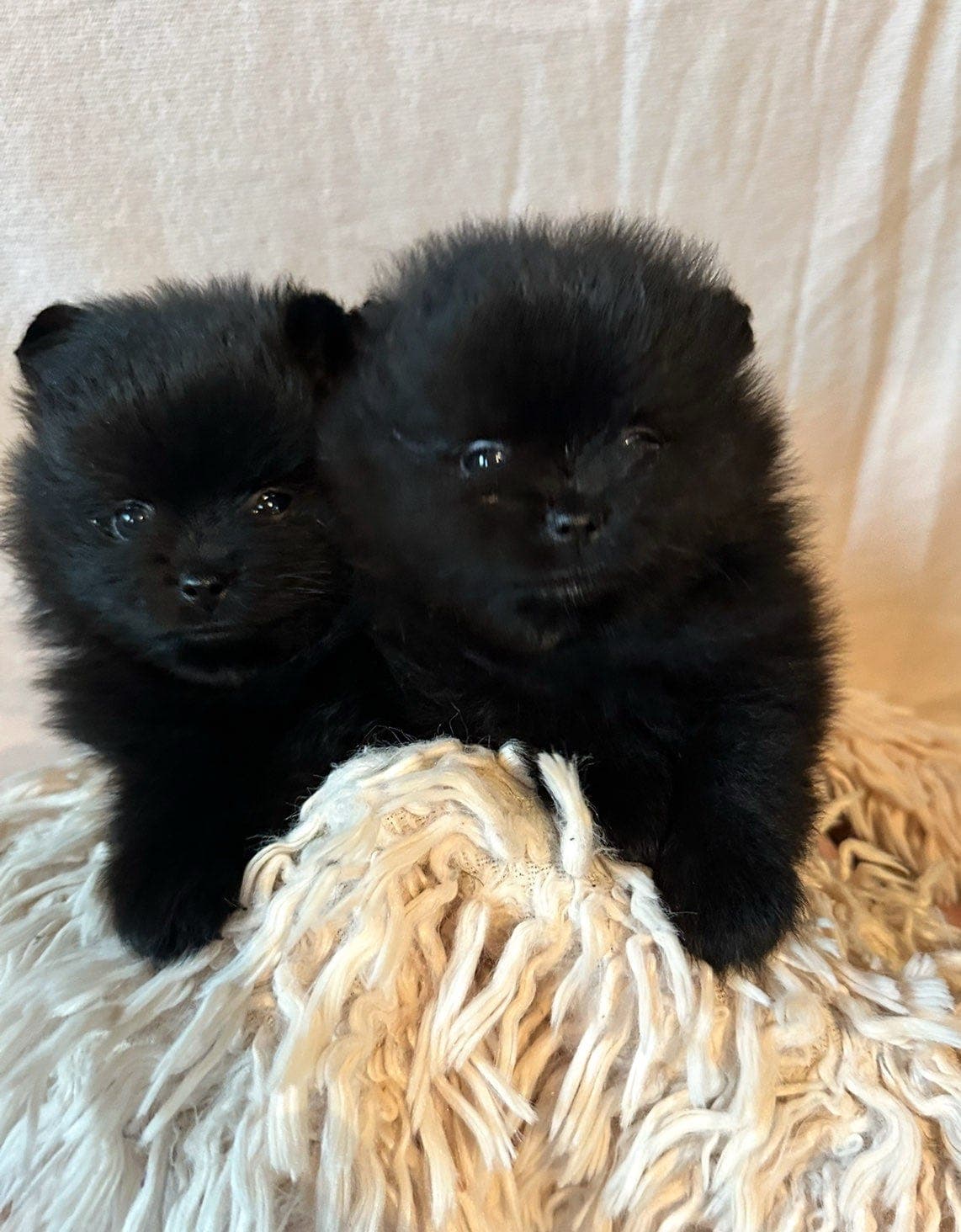 Pomeranian tispe valp