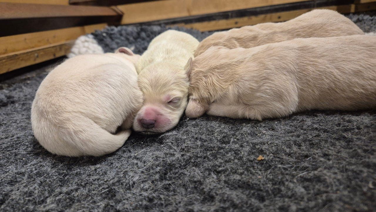 Golden retriever valper