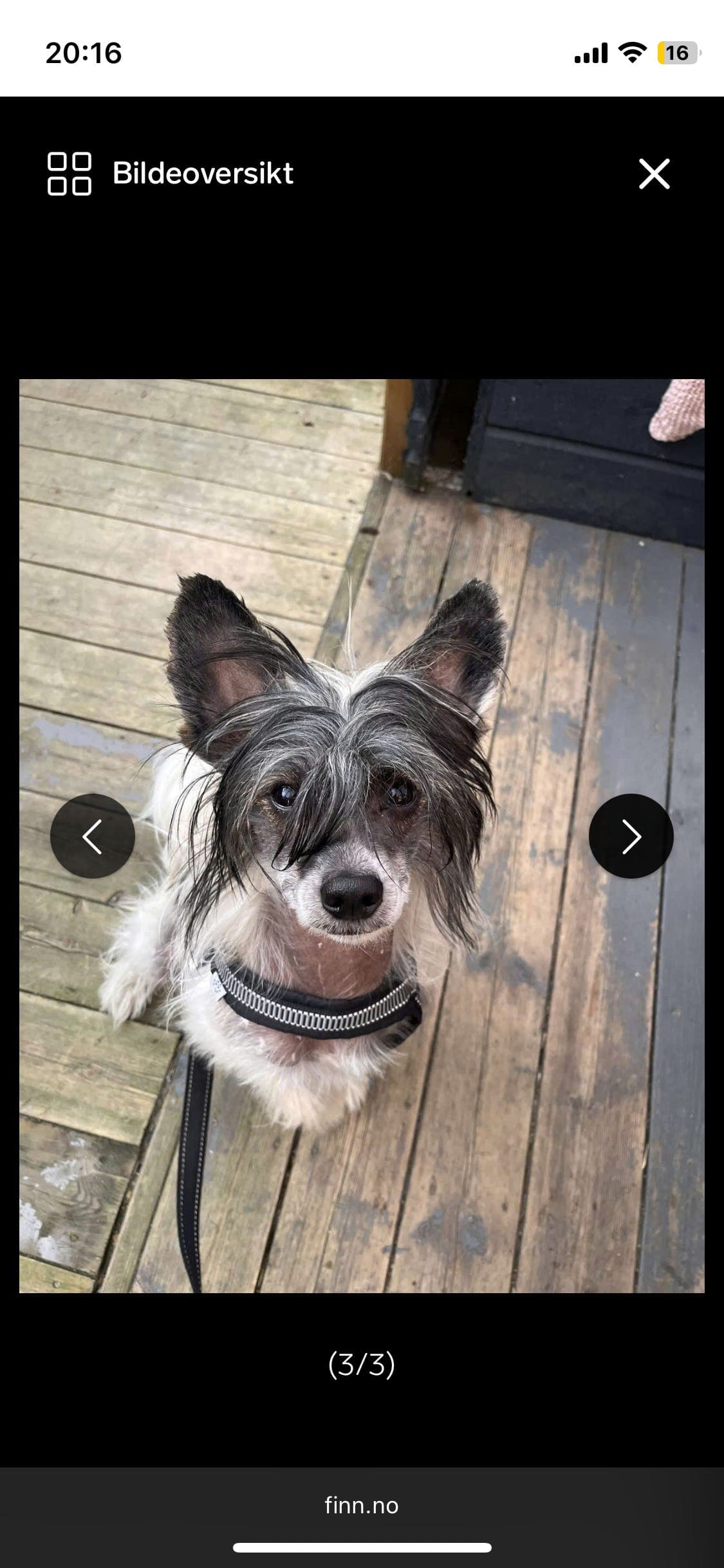 Chinesisk nakenhund ny pris