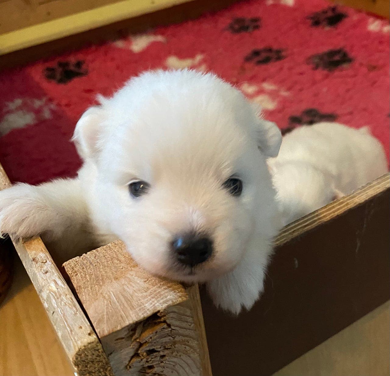 Japansk spisshund valper