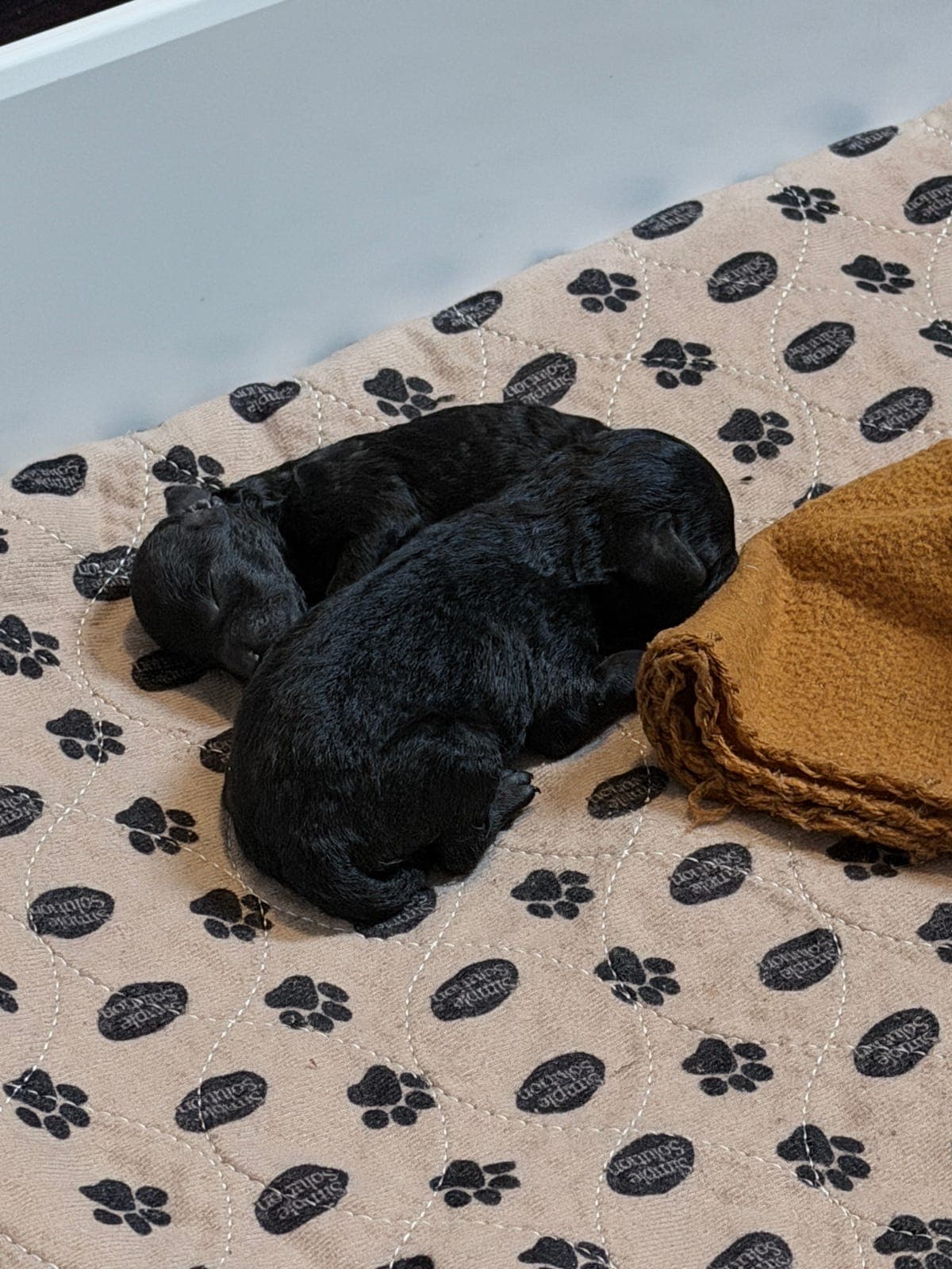 Toy/Dvergpuddel valper NKK registrert