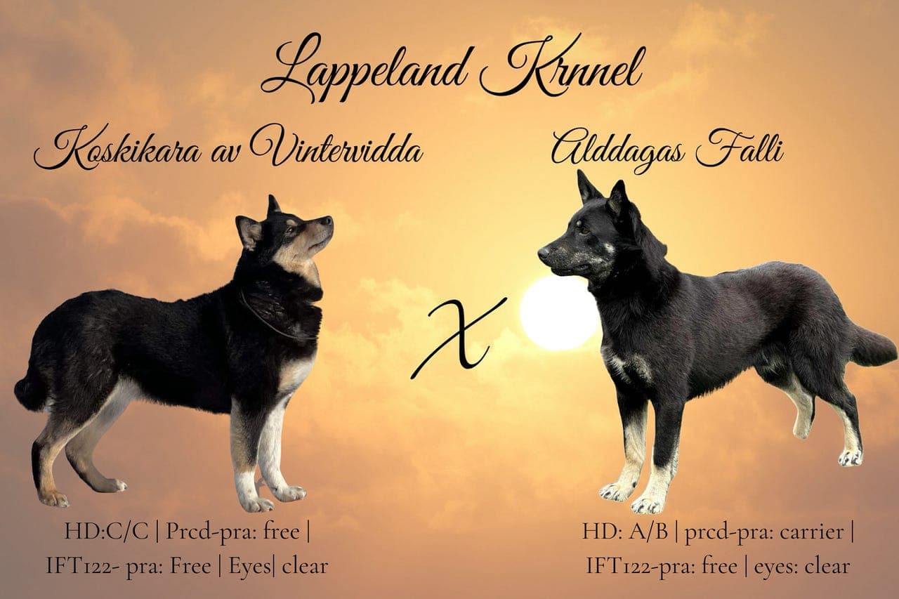 Lapsk Vallhund -valper ventes