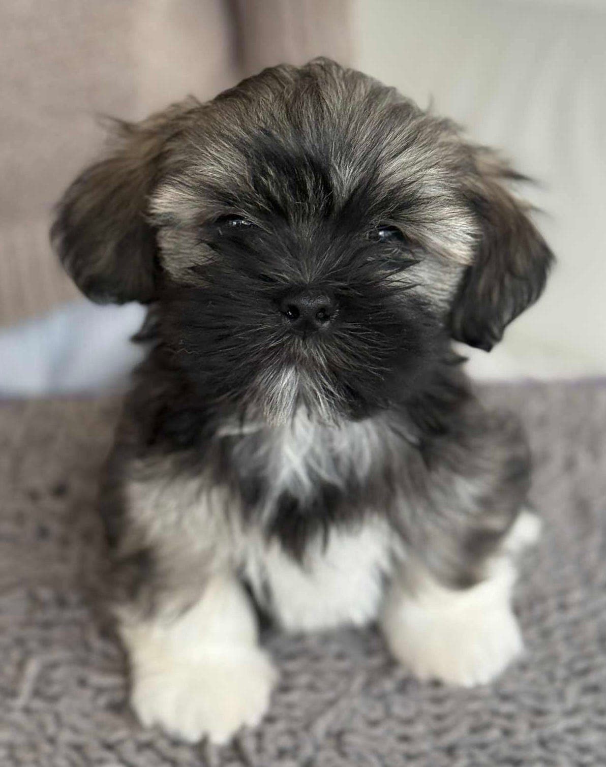 Leveringsklar Lhasa Apso valp