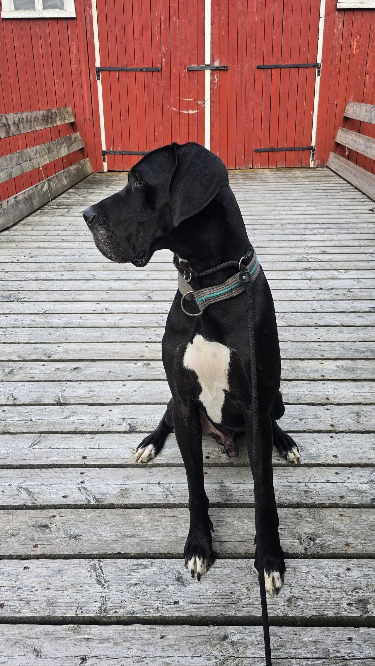 Grand danois vurderes omplasert