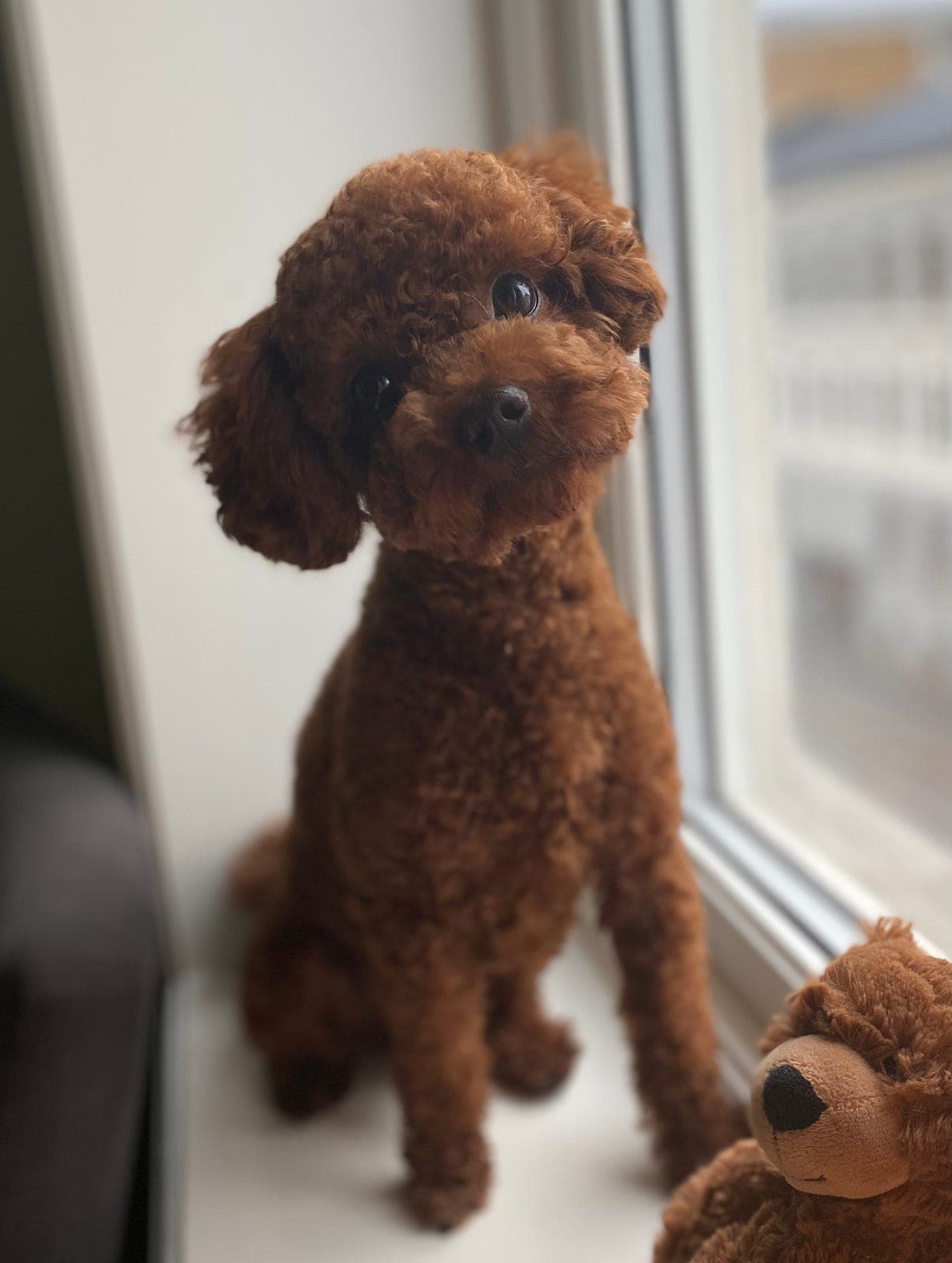 Asiatisk toypuddel, Oslo