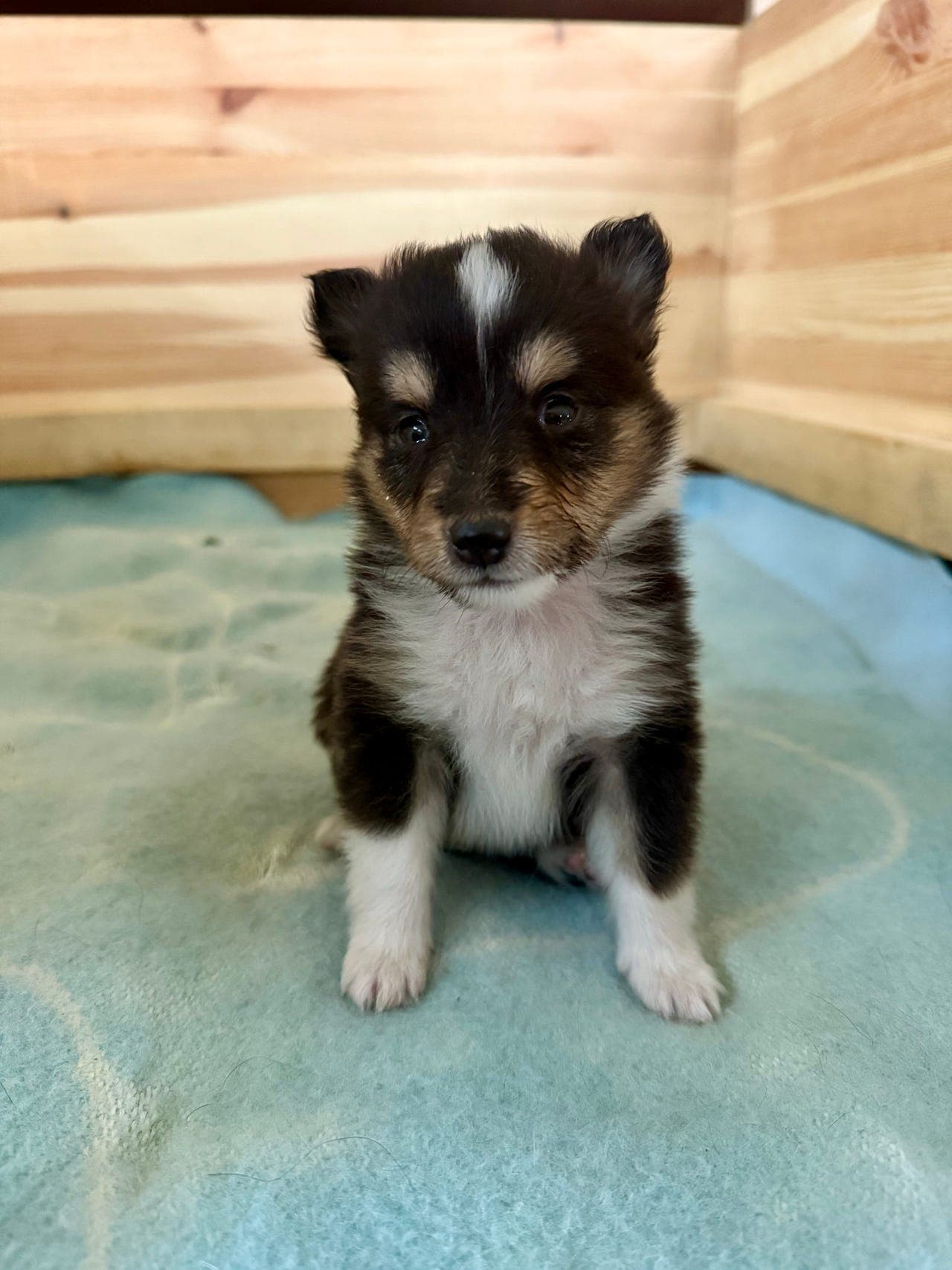 Shetland sheepdog valper