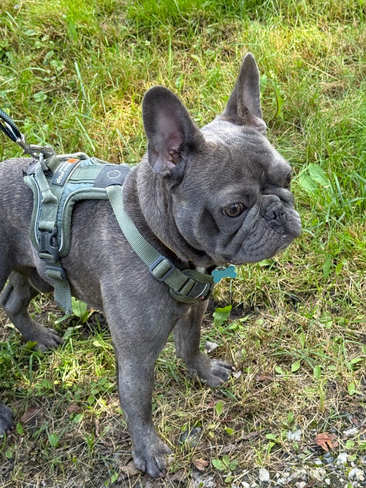 Fransk bulldog gutt til salg