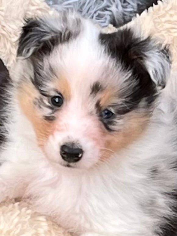 Hund valper Shetland Sheepdog hanner søker gode hjem.