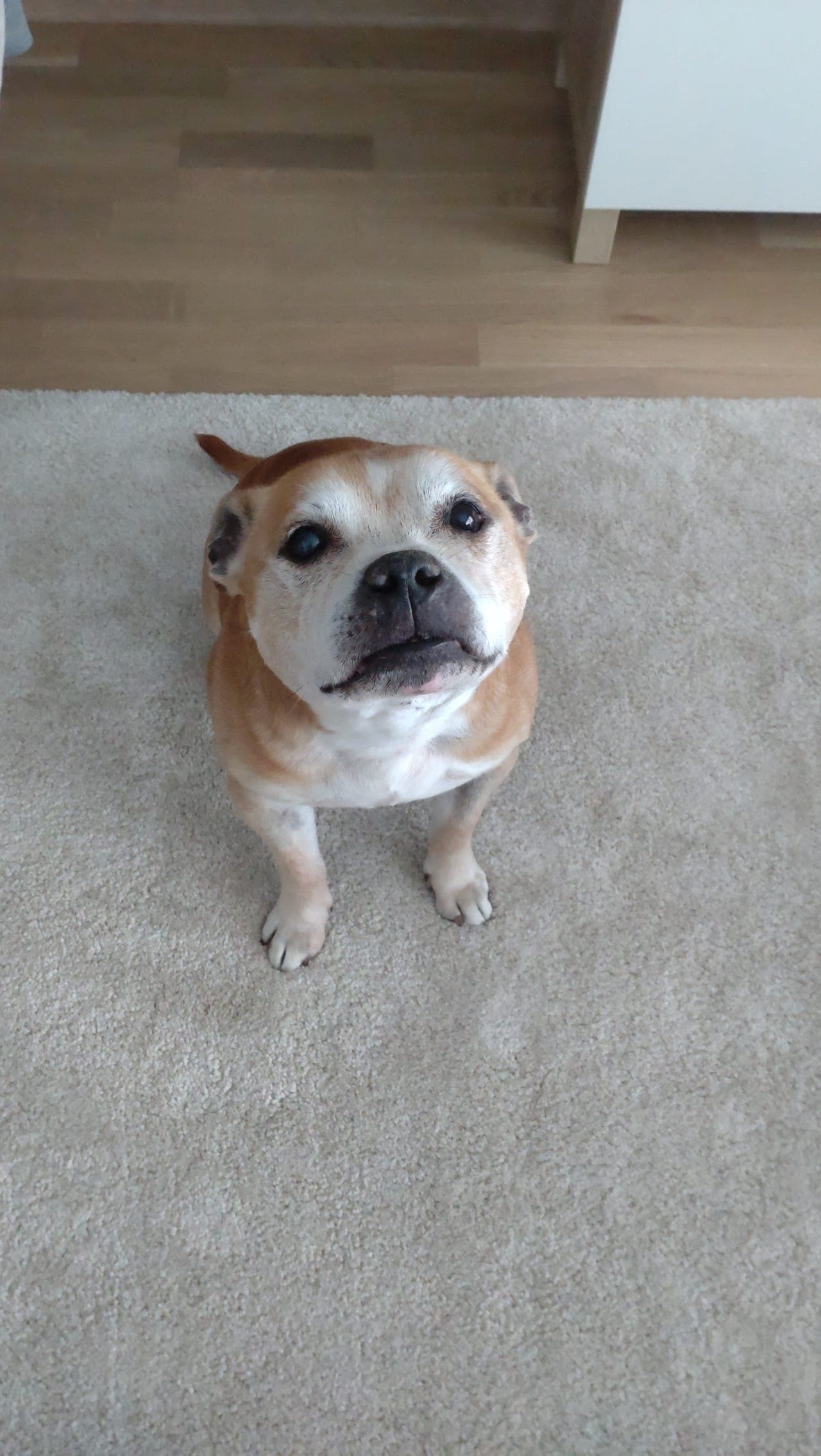 Staffordshire Bull Terrier hannhund søker nytt hjem