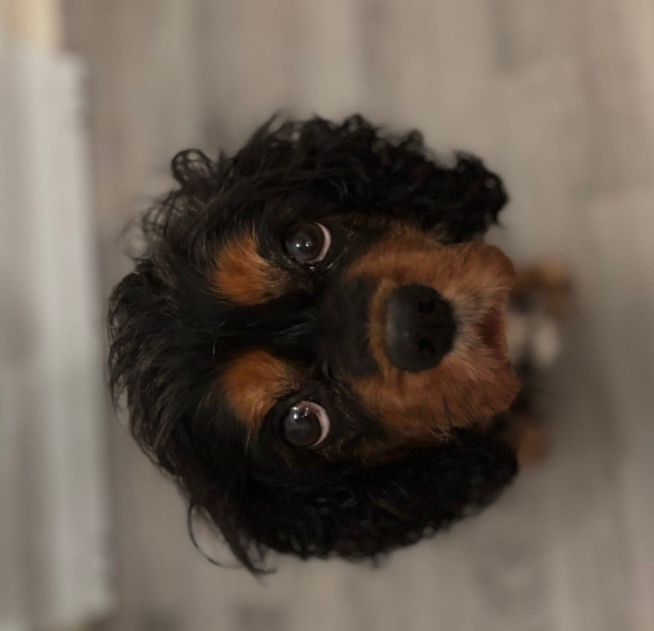 Cavalier king Charles spaniel