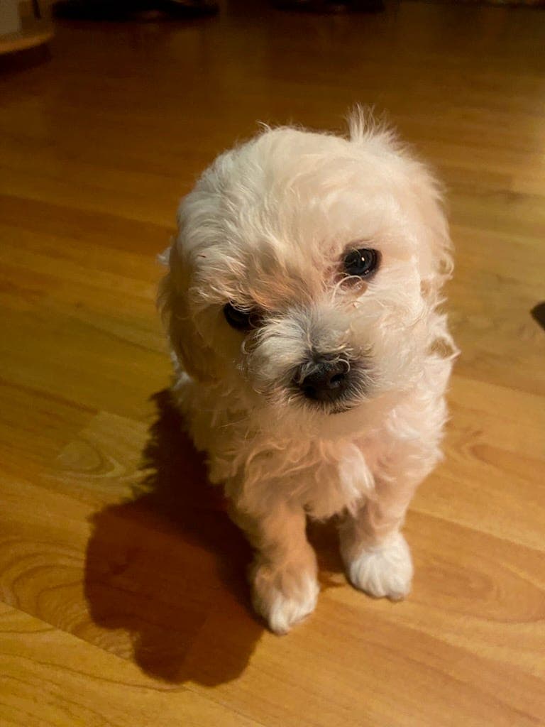 Bolognese gutter til salgs