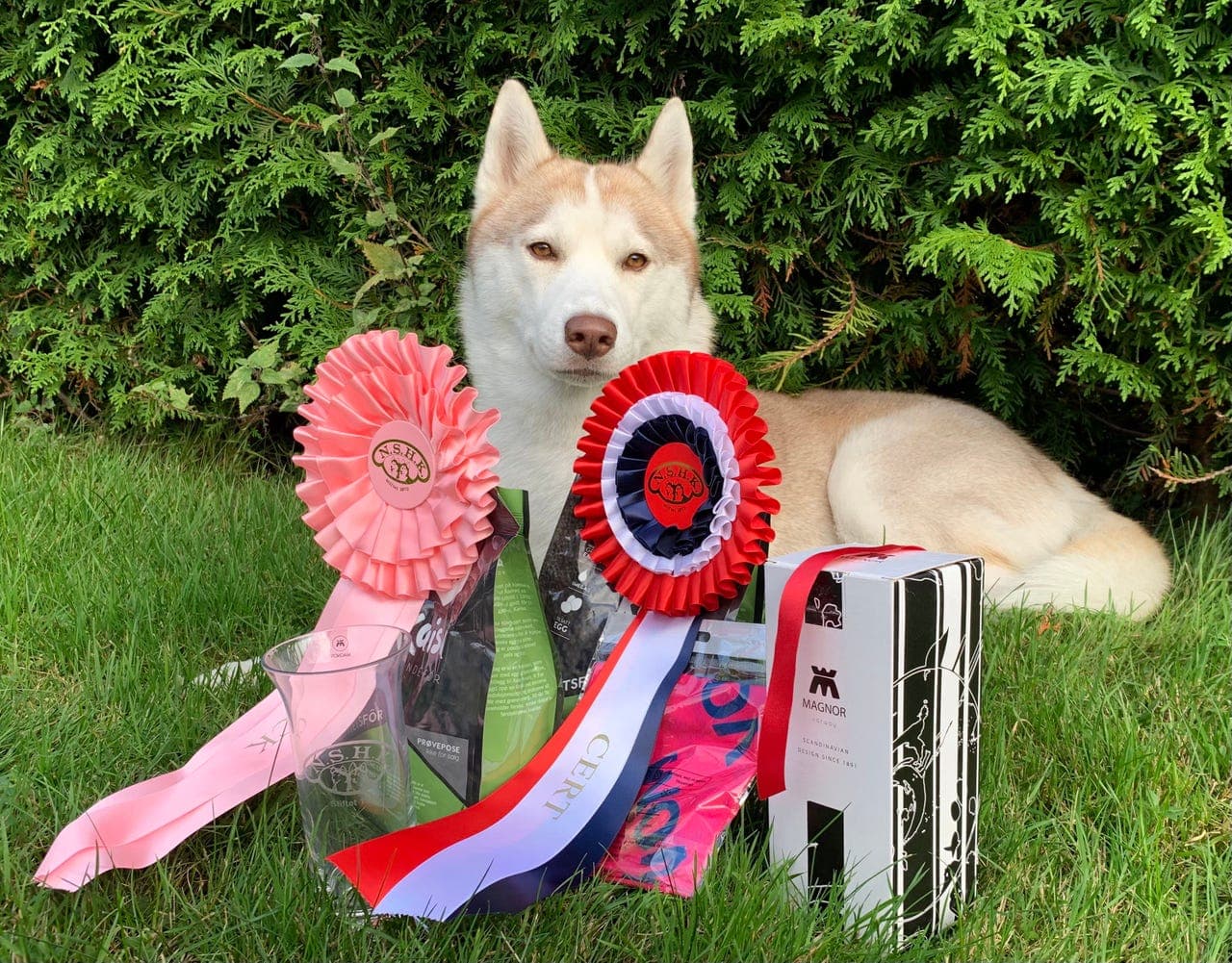 Omplasseres til hjem uten barn