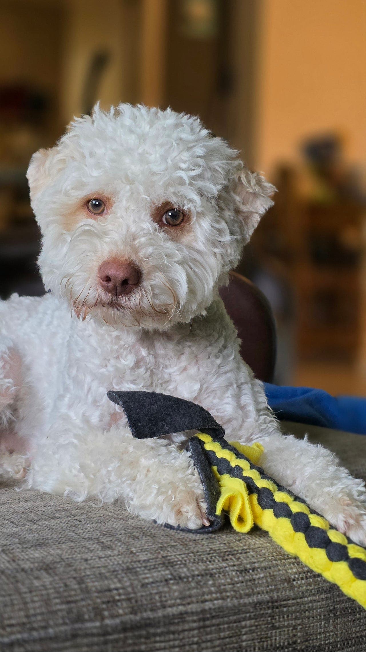 1,5 år gammel Lagotto tispe