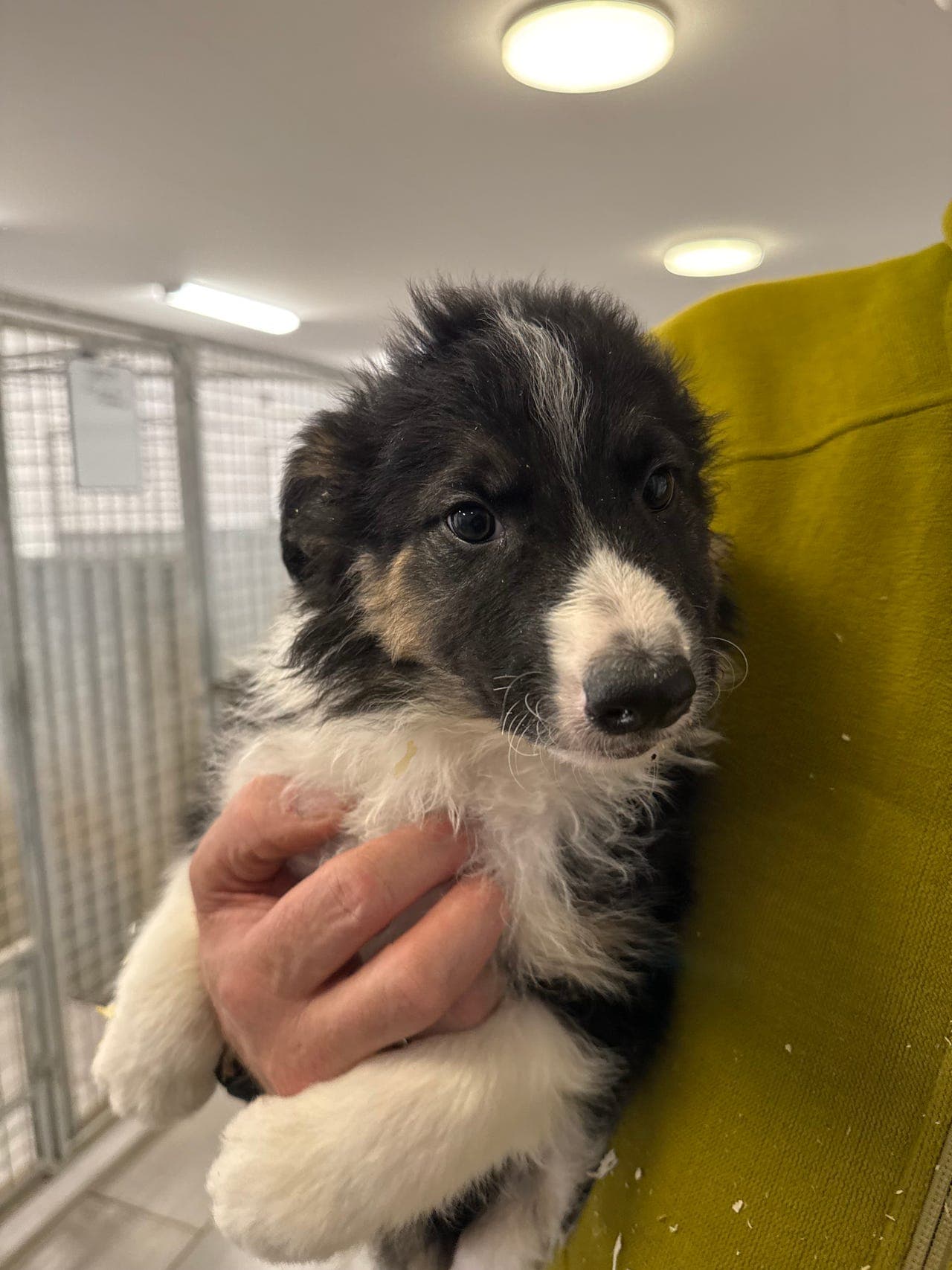 Lovende Border Collier