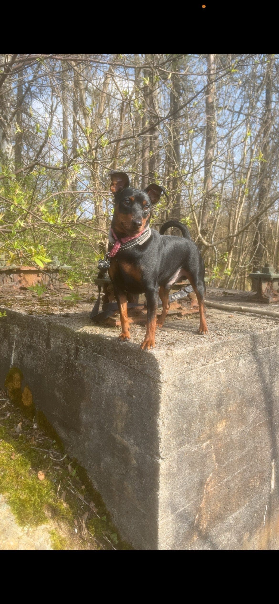 Nydelig DvergPinscher 3år Omplasseres